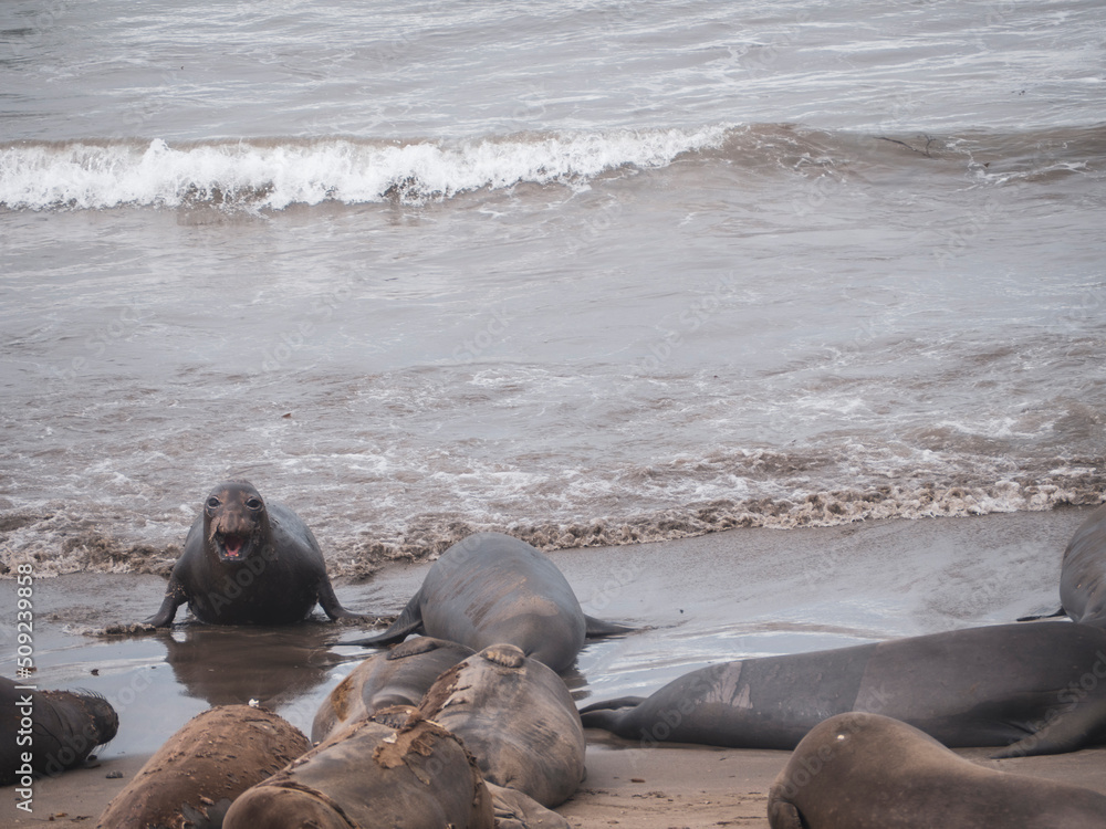 Elephant Seal Coming out of the Water Stock Photo Adobe Stock