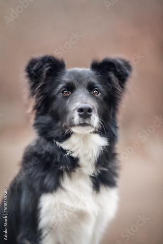 Portrait of a black and white border collie