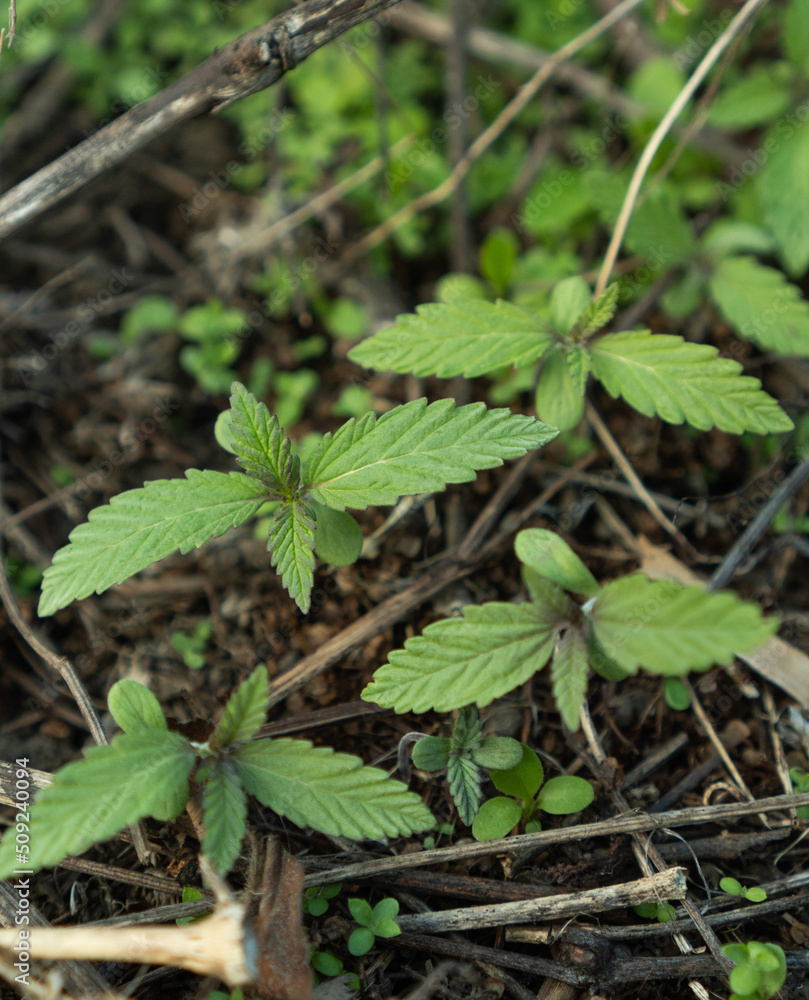 Small cannabis seedlings grow in mulch soil at the stage of vegetation eceptions of cultivation background, in an outdoor marijuana for medical purposes in the soil in the sun CBD THC cannabis plant Small cannabis seedlings grow in mulch soil at the stage of vegetation eceptions of cultivation background, in an outdoor marijuana for medical purposes in the soil in the sun CBD THC cannabis plant