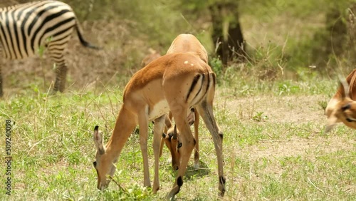 A herd of impala antelopes graze in a savannah meadow greedily eating grass before a drought