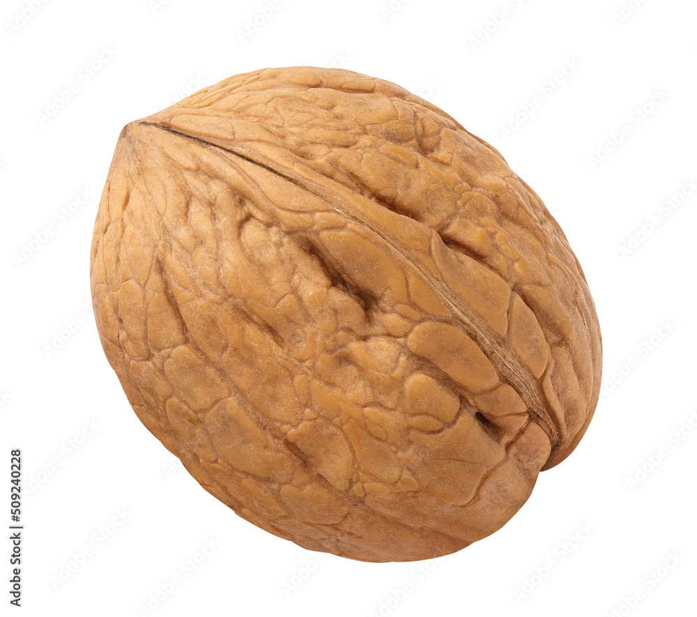 Single delicious walnut, isolated on white background
