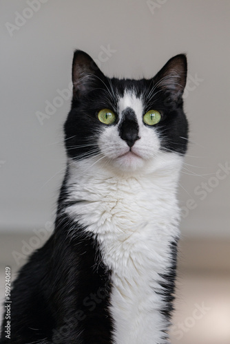 Portrait of a beautiful black and white cat.