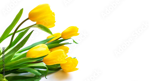 Beautiful yellow natural tulips on a isolate white background with copy space for text. Spring flatlay layout, view from the top