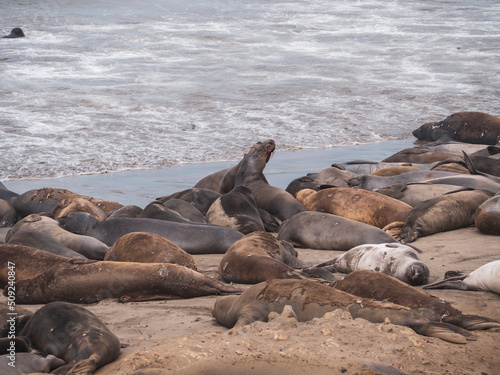 Elephant Seal pups fighting on the Beach