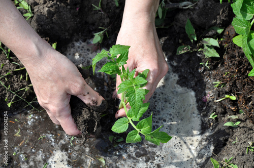 Planting tomato seedlings in the ground. A woman plants a tomato seedling in a bed.  