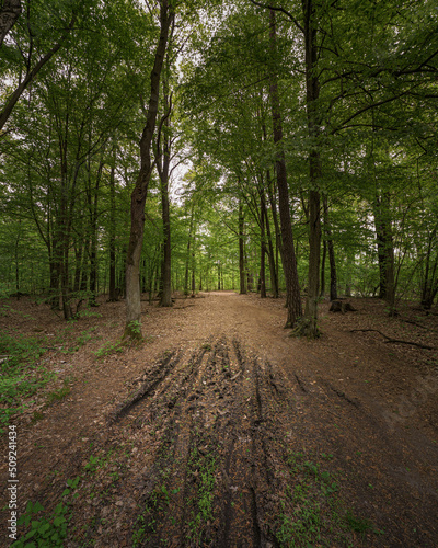 drzewa w Polskim Parku Narodowym © af-mar