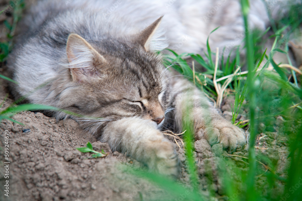 The gray cat sleeps on the brown earth, on the street. The gray cat sleeps on the brown earth, on the street.