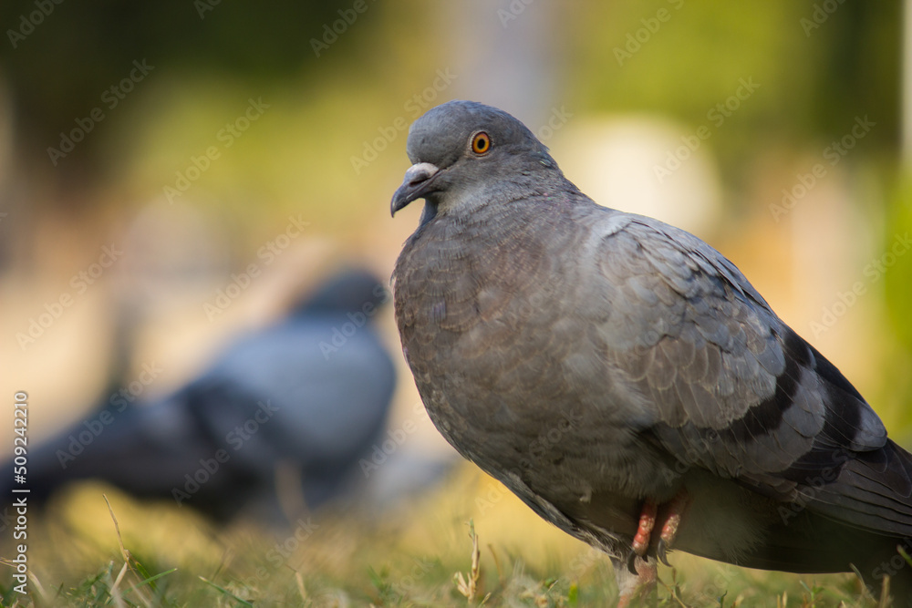 Fototapeta premium Domestic Pigeon on the green grass.