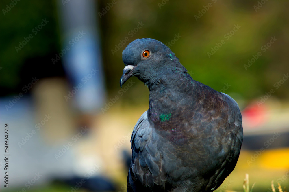Obraz premium A Portrait of a Domestic Pigeon