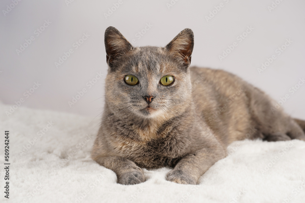 Adult european short hair cat blue tortie laying on a white faux fur rug and looking straight into the camera