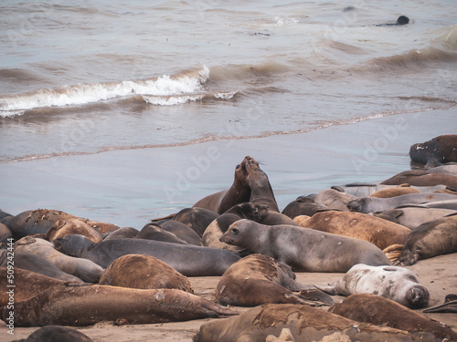 Elephant Seal pups fighting on the Beach