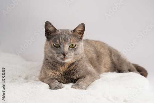 Adult european short hair cat blue tortie laying on a white faux fur rug and looking straight into the camera