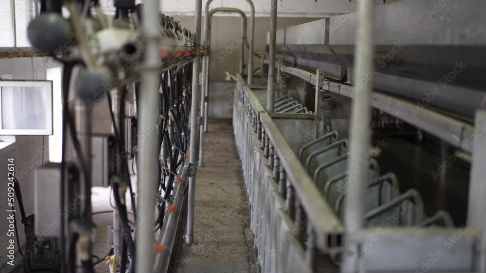 Wide shot row of milking machines and stables indoors on dairy farm. Automatic equipment for milking in countryside barn on ranch with white goats at background Wide shot row of milking machines and stables indoors on dairy farm. Automatic equipment for milking in countryside barn on ranch with white goats at background