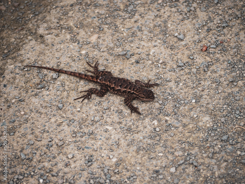 Common Side-blotched Lizard on the ground Common Side-blotched Lizard on the ground