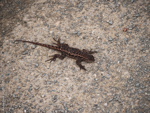 Common Side-blotched Lizard on the ground