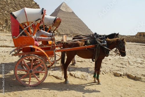 wo red walking steers pulled by brown horses stand in the desert near the pyramid of Cheops in the Giza valley