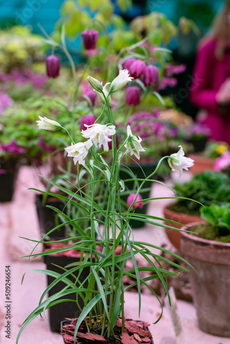 Fritillaria bucharica blossoms in the garden in spring photo