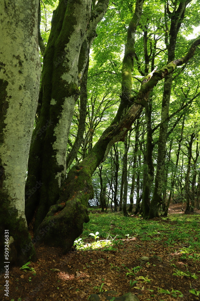 Obraz premium Sous-bois