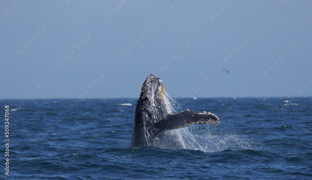 Fototapeta premium humpback breaching 