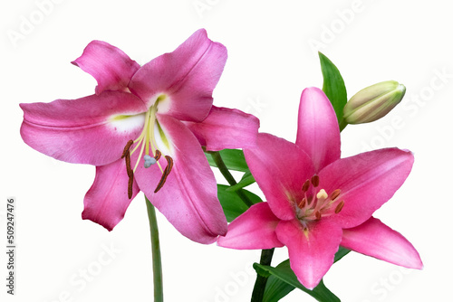 Beautiful pink lily flowers  isolated on white background. Lily Lilium hybrids flowers.