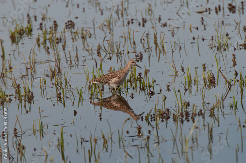 Kampfläufer, Calidris pugnax photo