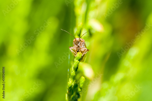 insect on a green leaf