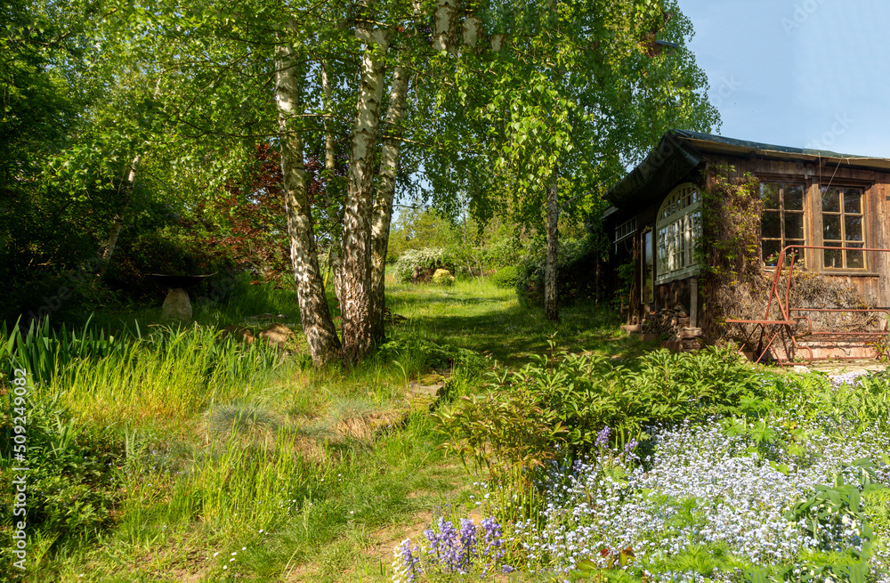 Altes Gartenhäuschen mit Weg und Birken, grün im Sommer mit blühenden