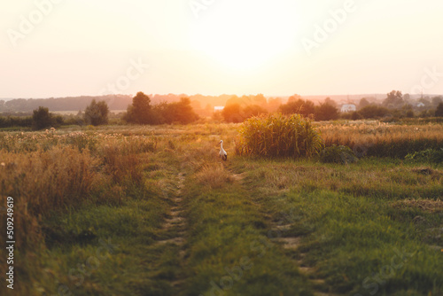 Beautiful stork standing in field in sunset light. Stork bird in summer countryside. Atmospheric tranquil moment. Summer grain harvest and rural life