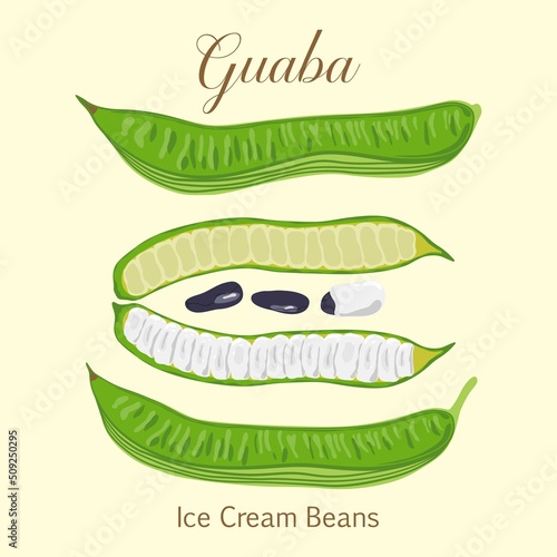Tropical fruit Guaba Ice Cream Beans or Inga Edulis closed and open pods with seeds. Vector illustration of fresh South American tropical fruit Guaba or cuaniquil.  photo