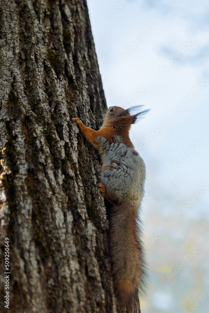 Red squirrel on tree spring coat color change. Squirrel sheds. Spring color of animal. High quality photo