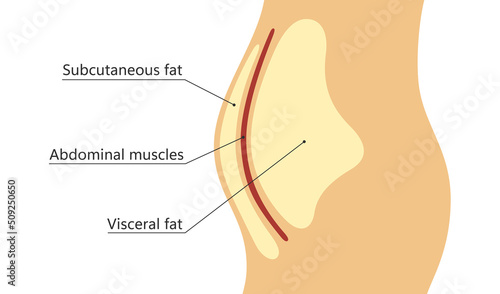 Visceral and subcutaneous fat around waistline. Location of visceral fat in abdominal cavity. Types of human obesity. Medical scheme. Vector illustration isolated on white background. photo