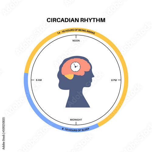 Sleep wake cycle