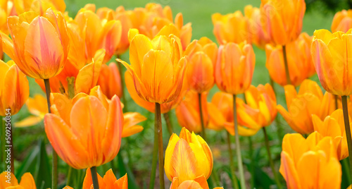 Bright natural background for your projects from bright orange tulip flowers against the background of green grass