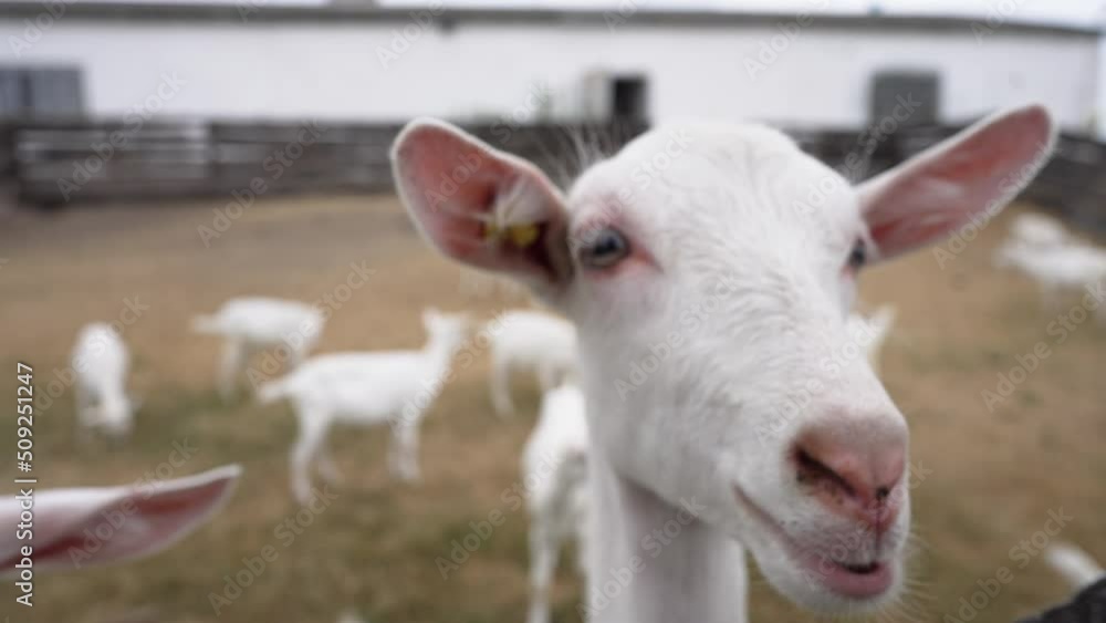 Close-up nose of white curios goat sniffing camera outdoors. Portrait of farm animal in paddock with flock. Slow motion Close-up nose of white curios goat sniffing camera outdoors. Portrait of farm animal in paddock with flock. Slow motion