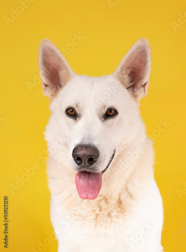 studio portrait white dog on isolated yellow background