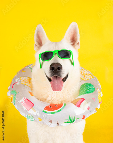 funny dog studio portrait with travel costume and sunglasses on isolated background