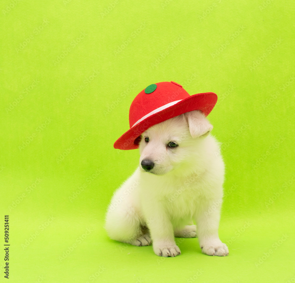 Fototapeta premium funny little puppy with party costume studio portrait on isolated background
