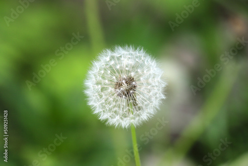 Closeup of a dandelion - Taraxacum - turned to seed on blurred green background © kargona