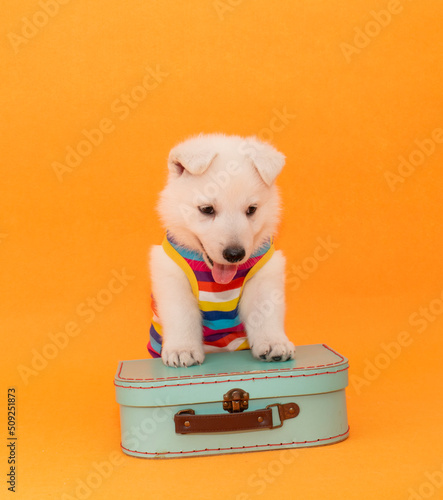 little dog puppy with travel costume studio portrait on isolated background