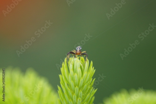 Spinne