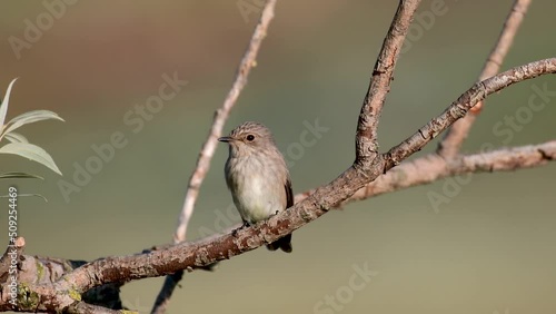 Spotted flycatcher, Muscicapa striata, single bird on branch, in the wild. photo