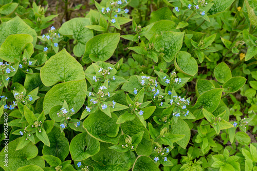 Brunnera sibirica blue flowers spring background. Photo. photo