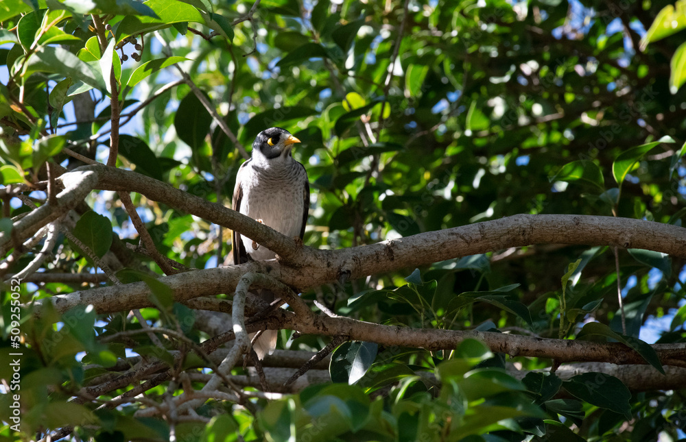 Australian Noisy Miner (Manorina melanocephala ) Australian Noisy Miner (Manorina melanocephala )