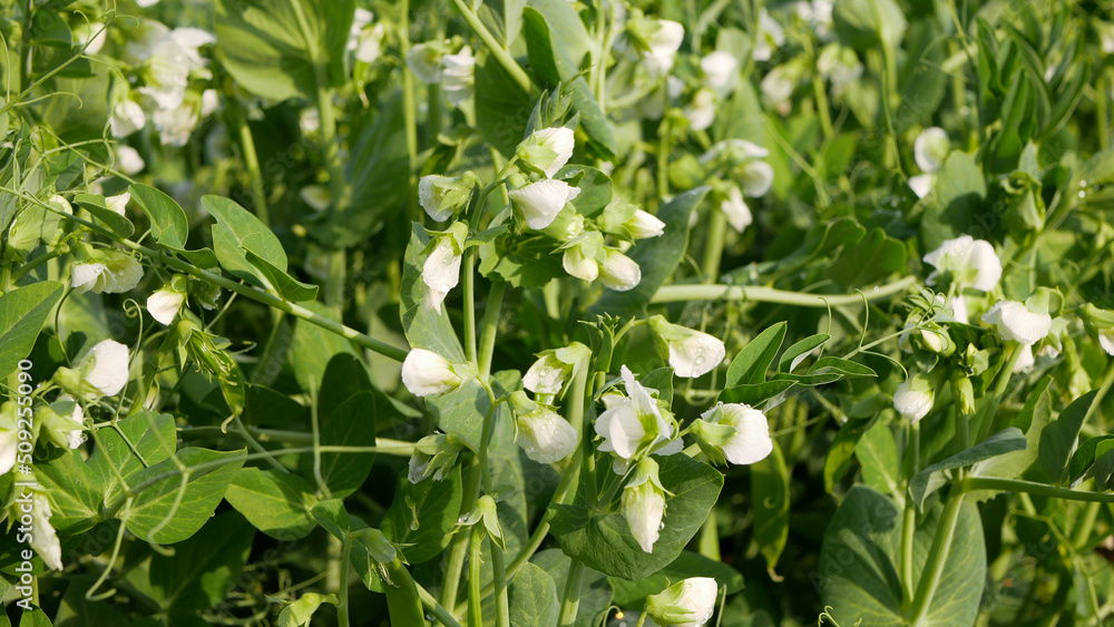 Peas detail blossom flower white pea bio organic farm farming Pisum