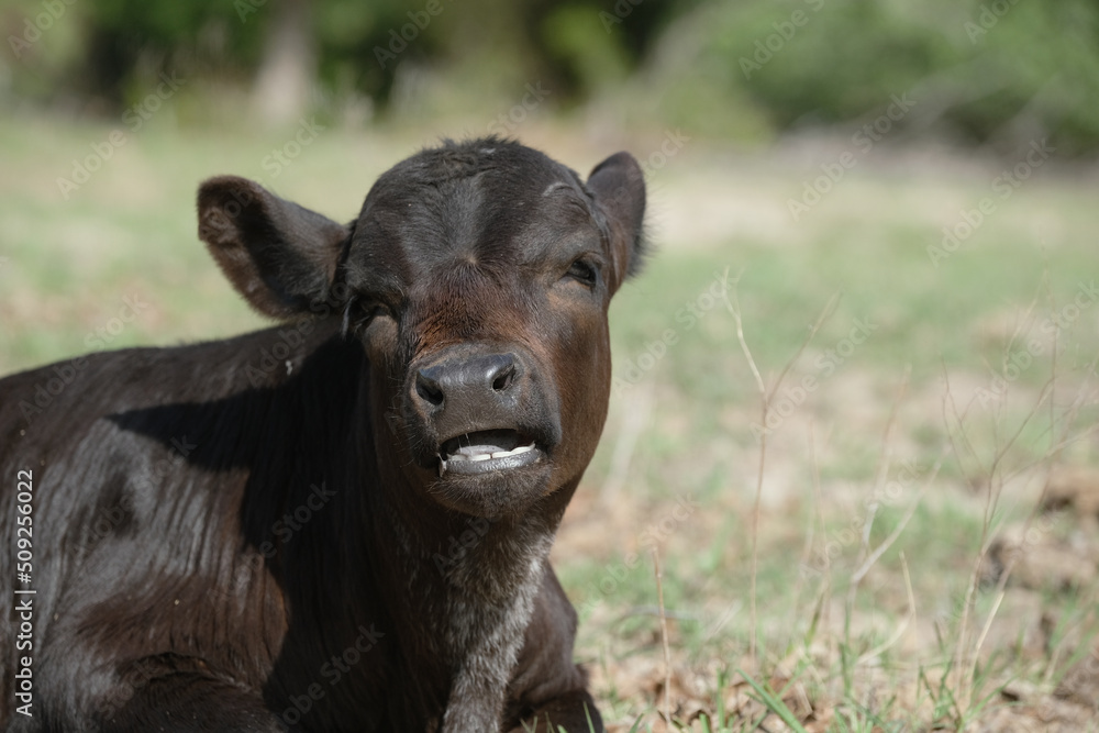 Funny calf face close up on farm in shallow depth of field with blurred background.