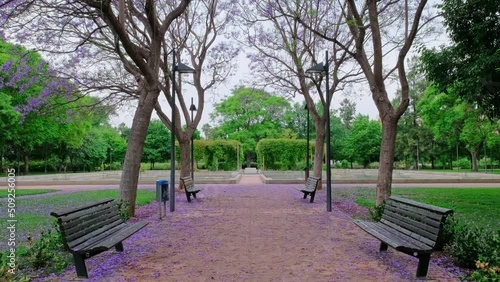 Beautiful park with blooming purple Jacaranda. Romantic magic atmosphere. photo