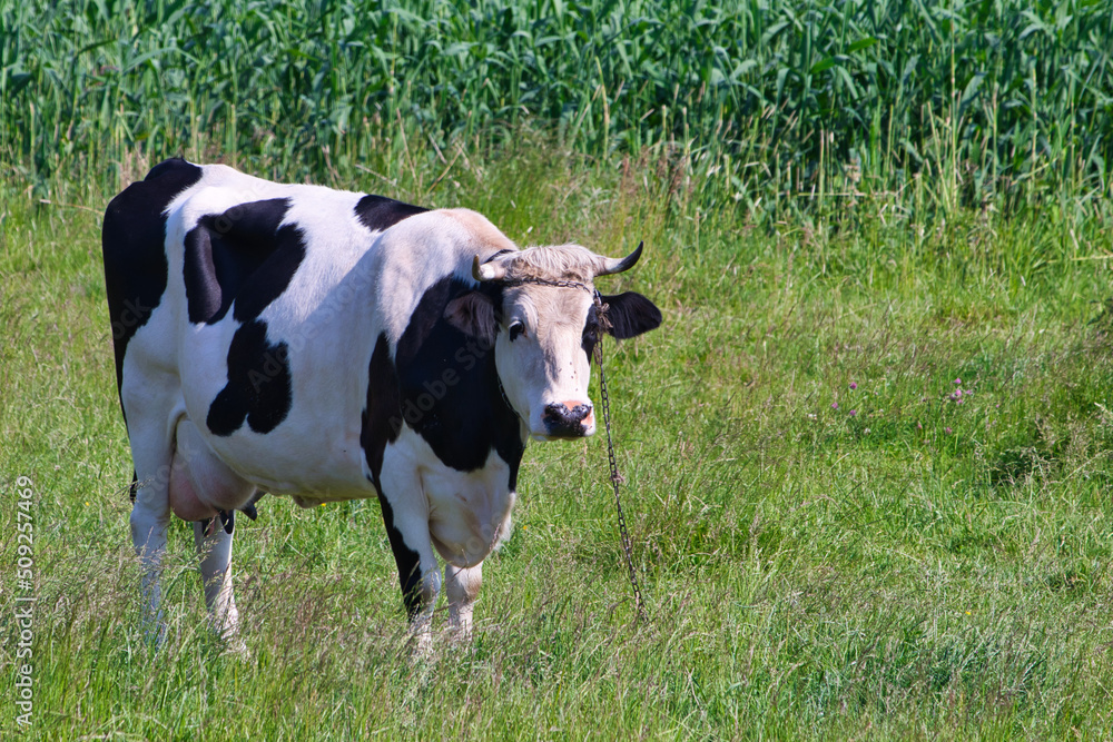 a black and white cow on the clearing