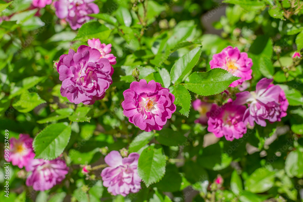 Soft purple live tea roses outdoors.
