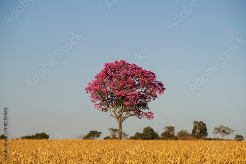 Ipê roxo, uma árvore típica do cerrado brasileiro. Handroanthus impetiginosus. Foto feita na rodovia goiana BR-153. photo