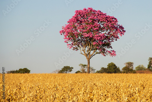 Ipê roxo, uma árvore típica do cerrado brasileiro. Handroanthus impetiginosus. Foto feita na rodovia goiana BR-153. photo